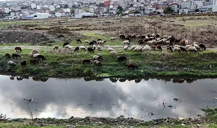 İstanbul’da siyaha bürünen dereden kirlilik akıyor 5 istanbulda siyaha burunen dereden kirlilik akiyor 4 SanQrjZC