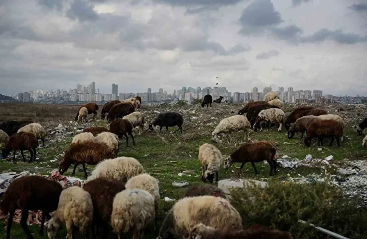 İstanbul’da siyaha bürünen dereden kirlilik akıyor 6 istanbulda siyaha burunen dereden kirlilik akiyor 5 FX77Vupe