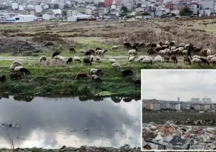 İstanbul’da siyaha bürünen dereden kirlilik akıyor istanbulda siyaha burunen dereden kirlilik akiyor ync7kTfn.webp