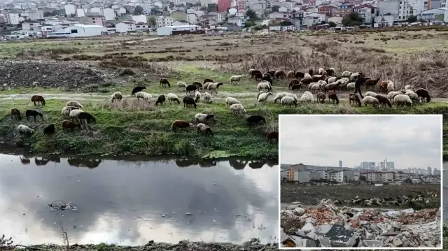 İstanbul’da siyaha bürünen dereden kirlilik akıyor istanbulda siyaha burunen dereden kirlilik akiyor ync7kTfn.webp