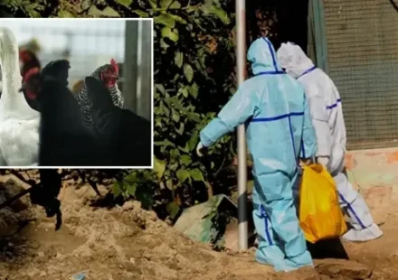 Japonya’da kuş gribi alarmı: Yaklaşık 460 bin tavuk itlaf edilecek japonyada kus gribi alarmi yaklasik 460 bin tavuk itlaf edilecek Dd8dQtmc.webp