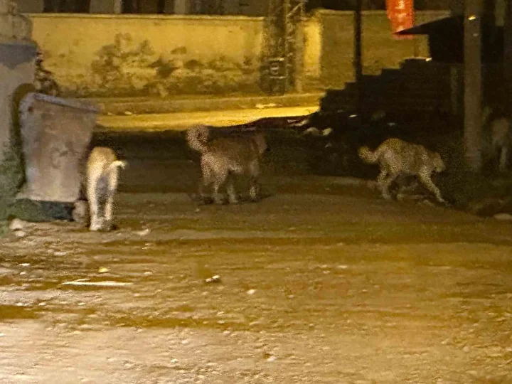kagizmanda sokak kopekleri tehlike saciyor vatandaslar ve veliler huzursuz 0 YiN6a4dU