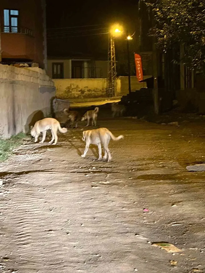 kagizmanda sokak kopekleri tehlike saciyor vatandaslar ve veliler huzursuz 1 1ns9274S