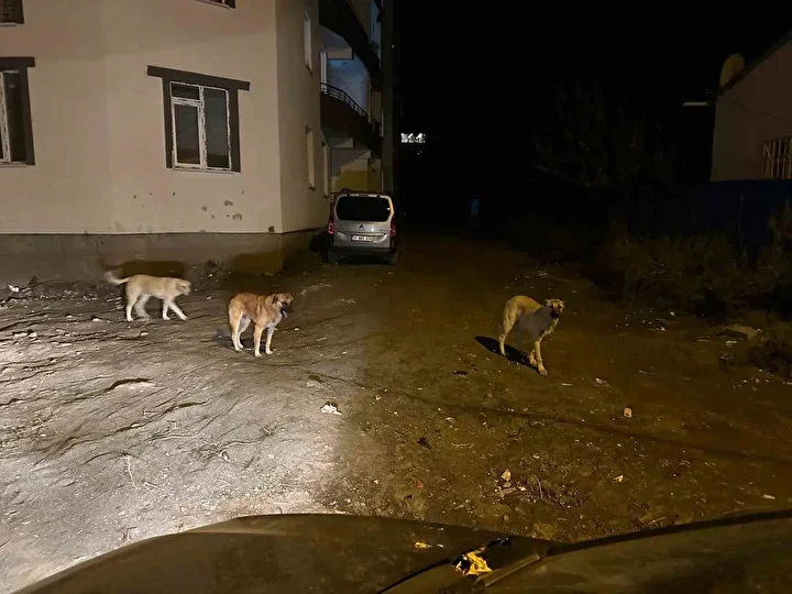 kagizmanda sokak kopekleri tehlike saciyor vatandaslar ve veliler huzursuz 2 aFWJB1Ri