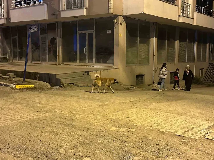kagizmanda sokak kopekleri tehlike saciyor vatandaslar ve veliler huzursuz 3
