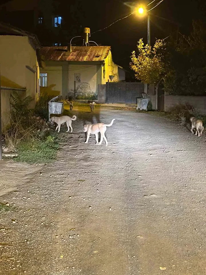 kagizmanda sokak kopekleri tehlike saciyor vatandaslar ve veliler huzursuz 4 jyMjDdwG