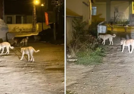 kagizmanda sokak kopekleri tehlike saciyor vatandaslar ve veliler huzursuz x9q3PRw6.webp