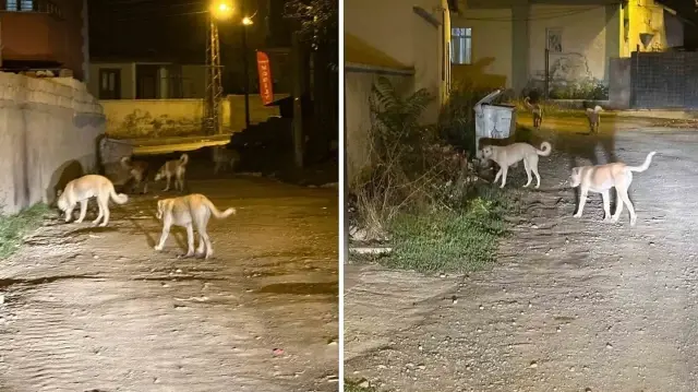 kagizmanda sokak kopekleri tehlike saciyor vatandaslar ve veliler huzursuz x9q3PRw6.webp