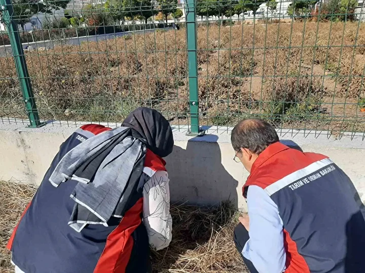 Karadeniz'den sonra Sivas'ta da görüldü: Çiftçilerin kabusu oldu 4 karadenizden sonra sivasta da goruldu ciftcilerin kabusu oldu 3 8PG5eQza