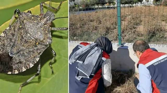 Karadeniz’den sonra Sivas’ta da görüldü: Çiftçilerin kabusu oldu karadenizden sonra sivasta da goruldu ciftcilerin kabusu oldu FgvKnRWf.webp