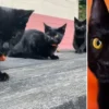 katalonyada kara kedi alarmi sahiplenmek yasaklandi uEwjFnBm.webp
