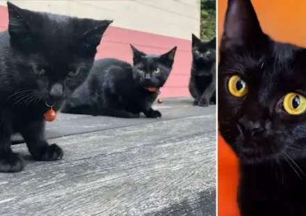 katalonyada kara kedi alarmi sahiplenmek yasaklandi uEwjFnBm.webp