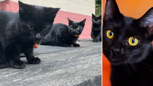 katalonyada kara kedi alarmi sahiplenmek yasaklandi uEwjFnBm.webp