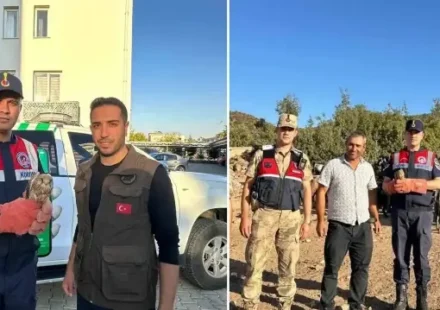 kiliste yarali halde bulunan kerkenez kusu mudafaa altina alindi uGZx5mpI.webp