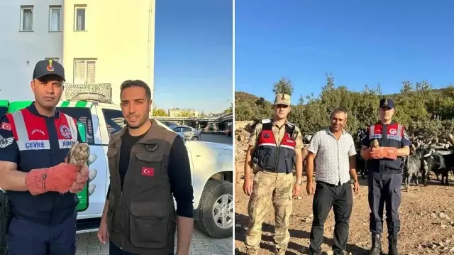 kiliste yarali halde bulunan kerkenez kusu mudafaa altina alindi uGZx5mpI.webp