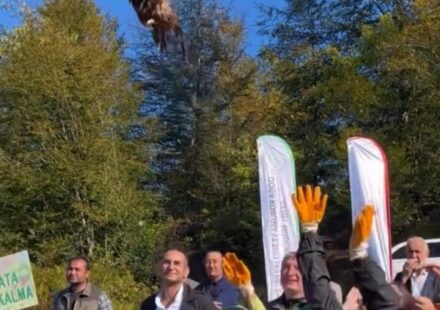 Kokarca istilasına karşı sülün kuşları tabiata salındı kokarca istilasina karsi sulun kuslari tabiata salindi MqNZipe6.jpg