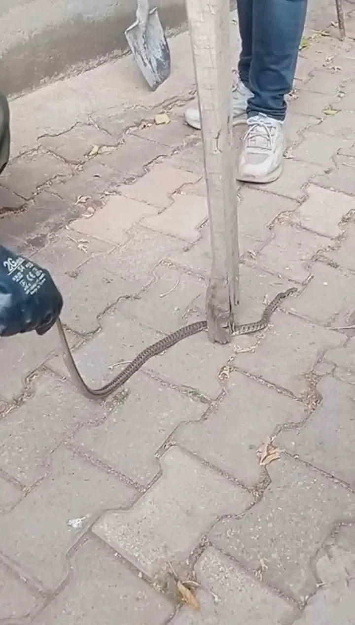mahalleli 3 gun nobet tuttu bir vilayette yilan panigi oldurmedik yasama hakki var 10 pGtVBD5h