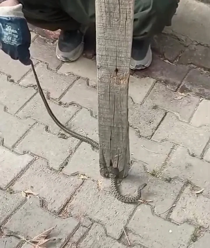 mahalleli 3 gun nobet tuttu bir vilayette yilan panigi oldurmedik yasama hakki var 2 KPLabhK5