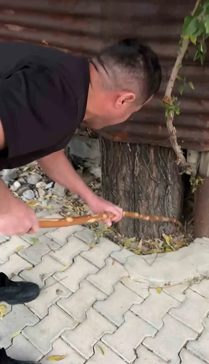 mahalleli 3 gun nobet tuttu bir vilayette yilan panigi oldurmedik yasama hakki var 7