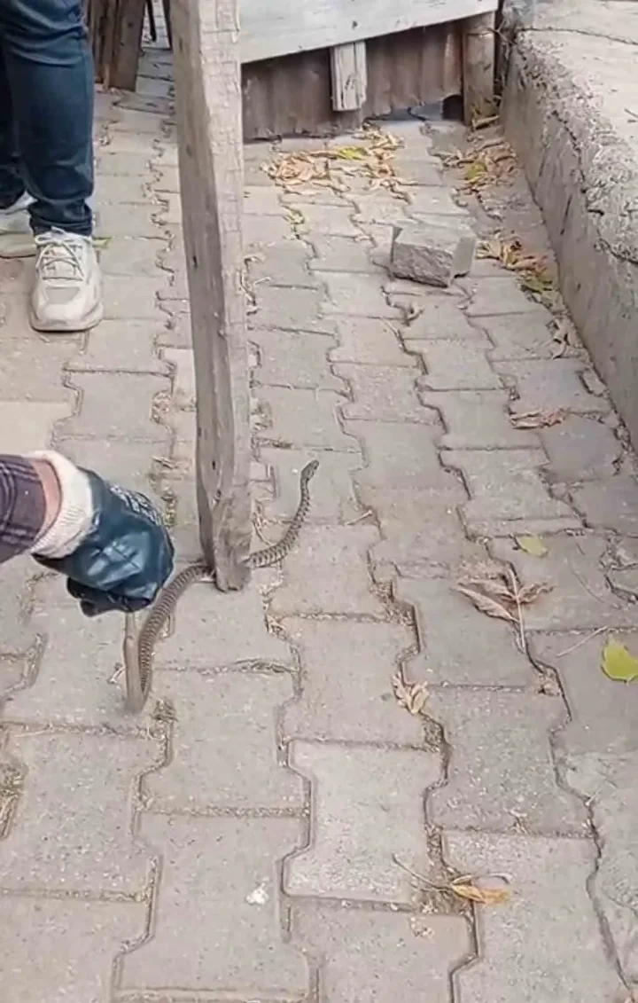 mahalleli 3 gun nobet tuttu bir vilayette yilan panigi oldurmedik yasama hakki var 9 ruIQOzLM