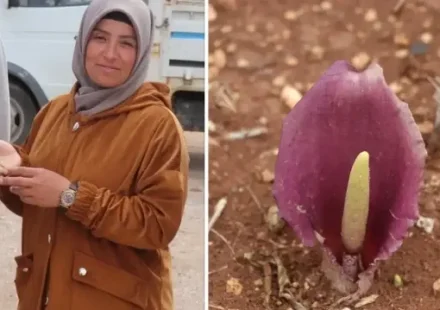mantar toplarken zehirli bir cesidi fark etti dunya tarihine gecti bitkiye kesfedenen bayanin ismi PXVwJPpc.webp