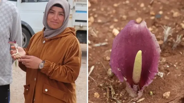 Mantar toplarken zehirli bir çeşidi fark etti dünya tarihine geçti: Bitkiye keşfedenen bayanın ismi verildi ‘gulsenianum’ mantar toplarken zehirli bir cesidi fark etti dunya tarihine gecti bitkiye kesfedenen bayanin ismi PXVwJPpc.webp