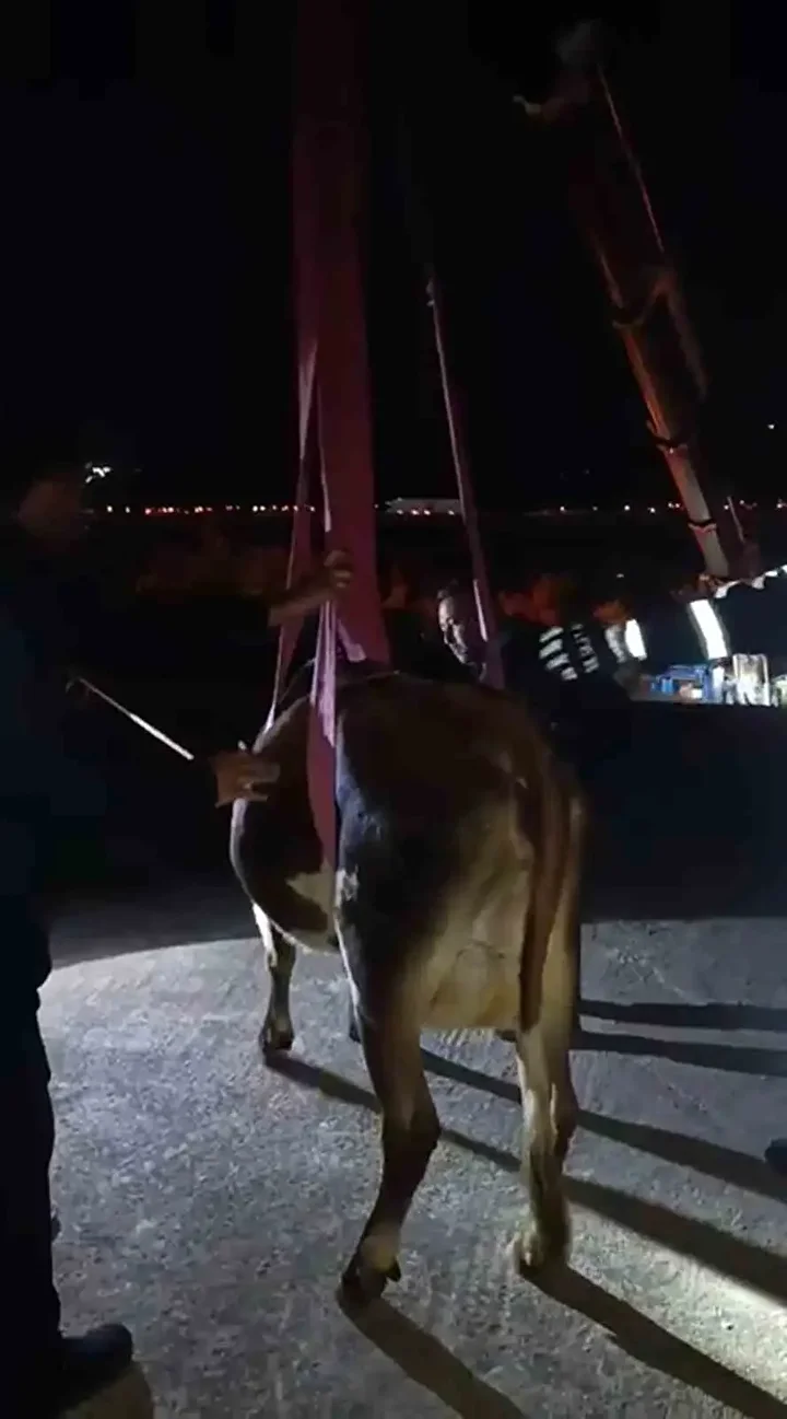 Meskenin damında mahsur kalan inek vinçle kurtarıldı 1 meskenin daminda mahsur kalan inek vincle kurtarildi 0 lm2uKqsM
