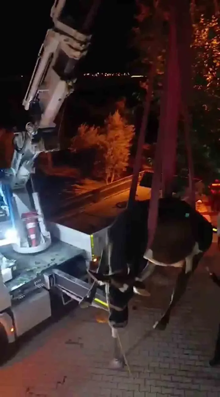 Meskenin damında mahsur kalan inek vinçle kurtarıldı 2 meskenin daminda mahsur kalan inek vincle kurtarildi 1 Qc44ikEP
