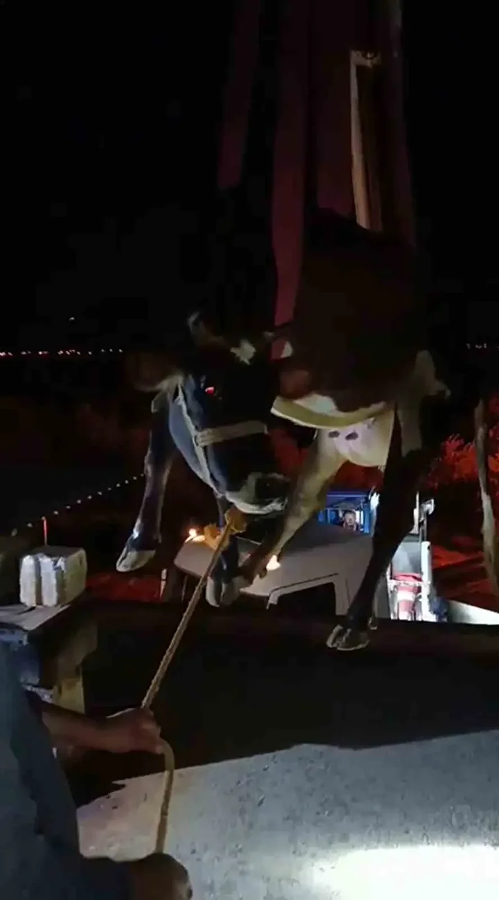 Meskenin damında mahsur kalan inek vinçle kurtarıldı 4 meskenin daminda mahsur kalan inek vincle kurtarildi 3