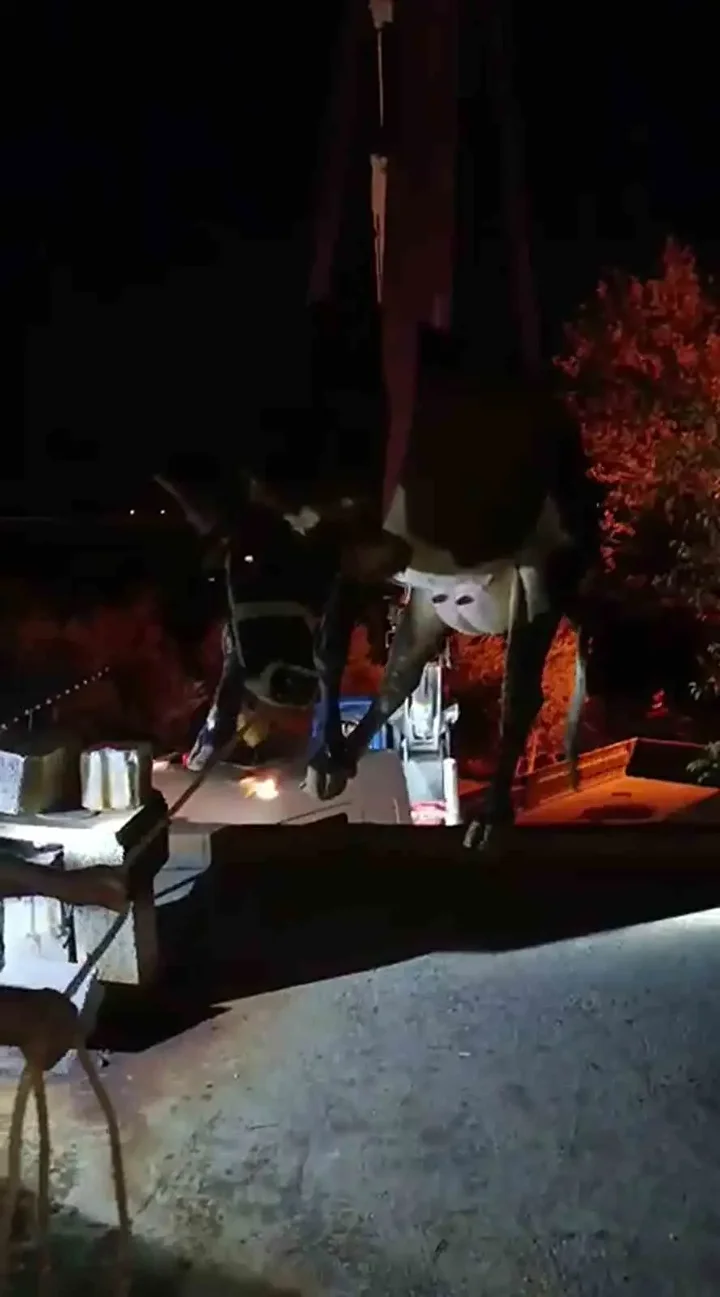 Meskenin damında mahsur kalan inek vinçle kurtarıldı 5 meskenin daminda mahsur kalan inek vincle kurtarildi 4