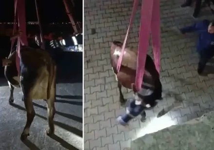 meskenin daminda mahsur kalan inek vincle kurtarildi FjxrHZsZ.webp