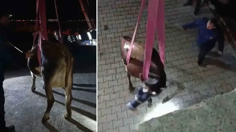 Meskenin damında mahsur kalan inek vinçle kurtarıldı meskenin daminda mahsur kalan inek vincle kurtarildi FjxrHZsZ.webp