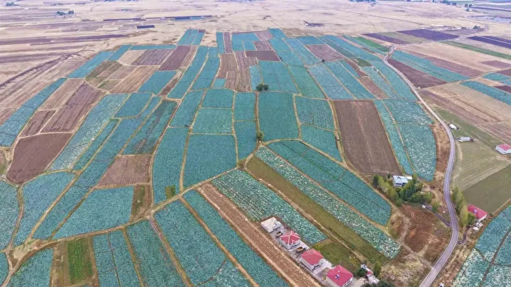 Muş Ovası'da lahana rahmeti, tanesi 100 liradan satılacak: Çiftçinin yüzü gülecek, 150 milyon lira katkı bekleniyor 1 mus ovasida lahana rahmeti tanesi 100 liradan satilacak ciftcinin yuzu gulecek 150 milyon lira 9wlR5gRD