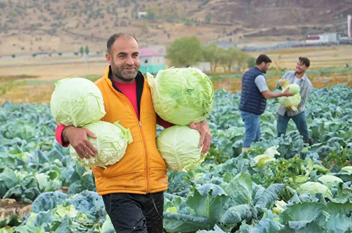 Muş Ovası'da lahana rahmeti, tanesi 100 liradan satılacak: Çiftçinin yüzü gülecek, 150 milyon lira katkı bekleniyor 6 mus ovasida lahana rahmeti tanesi 100 liradan satilacak ciftcinin yuzu gulecek 150 milyon lira L3v6jPvR