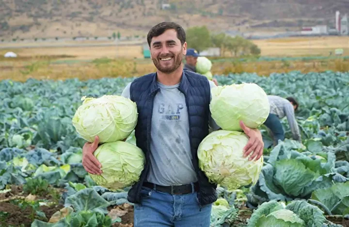 Muş Ovası'da lahana rahmeti, tanesi 100 liradan satılacak: Çiftçinin yüzü gülecek, 150 milyon lira katkı bekleniyor 3 mus ovasida lahana rahmeti tanesi 100 liradan satilacak ciftcinin yuzu gulecek 150 milyon lira VTAPONiY