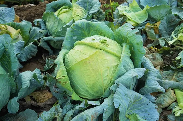 Muş Ovası'da lahana rahmeti, tanesi 100 liradan satılacak: Çiftçinin yüzü gülecek, 150 milyon lira katkı bekleniyor 2 mus ovasida lahana rahmeti tanesi 100 liradan satilacak ciftcinin yuzu gulecek 150 milyon lira