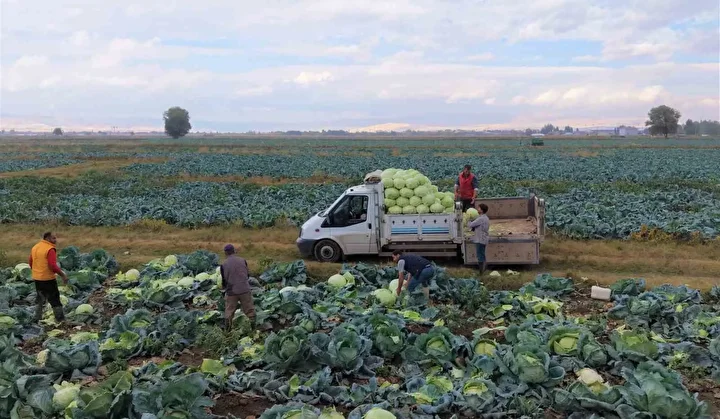 Muş Ovası'da lahana rahmeti, tanesi 100 liradan satılacak: Çiftçinin yüzü gülecek, 150 milyon lira katkı bekleniyor 5 mus ovasida lahana rahmeti tanesi 100 liradan satilacak ciftcinin yuzu gulecek 150 milyon lira eK8eTPuB