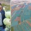 İsrail Savunma Bakanından orduya skandal talimat! ABD ile hücum hazırlığı mus ovasida lahana rahmeti tanesi 100 liradan satilacak ciftcinin yuzu gulecek 150 milyon lira yGFzE2va.webp