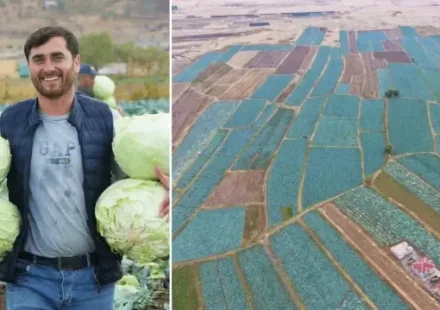 mus ovasida lahana rahmeti tanesi 100 liradan satilacak ciftcinin yuzu gulecek 150 milyon lira yGFzE2va.webp