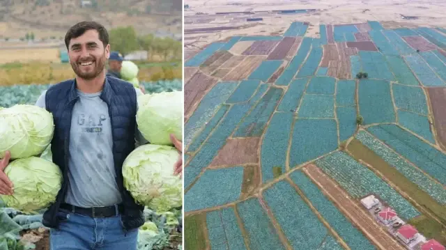 Muş Ovası’da lahana rahmeti, tanesi 100 liradan satılacak: Çiftçinin yüzü gülecek, 150 milyon lira katkı bekleniyor mus ovasida lahana rahmeti tanesi 100 liradan satilacak ciftcinin yuzu gulecek 150 milyon lira yGFzE2va.webp