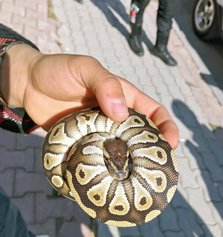 Polis denetiminde sürpriz konuk: Cebinden yavru piton yılanı çıktı 1 polis denetiminde surpriz konuk cebinden yavru piton yilani cikti 0 dKlM7HqQ
