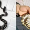 polis denetiminde surpriz konuk cebinden yavru piton yilani cikti 2syZi1na.webp