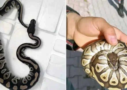 polis denetiminde surpriz konuk cebinden yavru piton yilani cikti 2syZi1na.webp