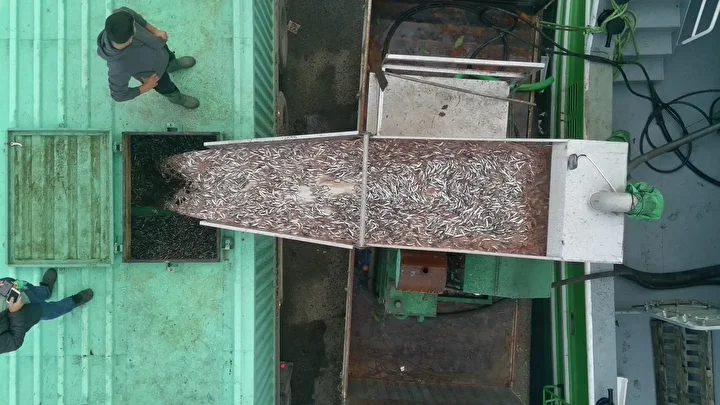 sinop aciklarinda avlanan balikcilar limana tonlarca hamsiyle dondu 0