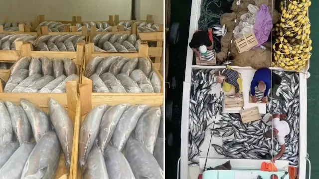 sinopta balikcilar bir gecede 3 bin 200 palamut avladi YYUQQRE3.webp