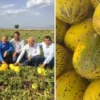tezgahlarda 10 liraya satilan acipayam kavunu tescillendi eNrGRazt.webp