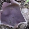 tipki aileden 7 kisi yedikleri mantardan zehirlendi uLGD8tUJ.webp