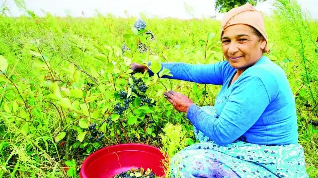 Trakya’da ‘süper meyve’ rahmeti trakyada super meyve rahmeti ZnlE9YOa.webp