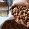 turkiye findik ihracatindan 9 ayda 16 milyar dolari askin gelir sagladi S2Z7wMlF.webp