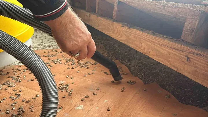uzmanlardan kahverengi kokarca bocegi alarmi evlere siziyor anafilaksi riski tasiyor 11 ye3UMcqw